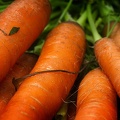 Aug 09 - Carrots