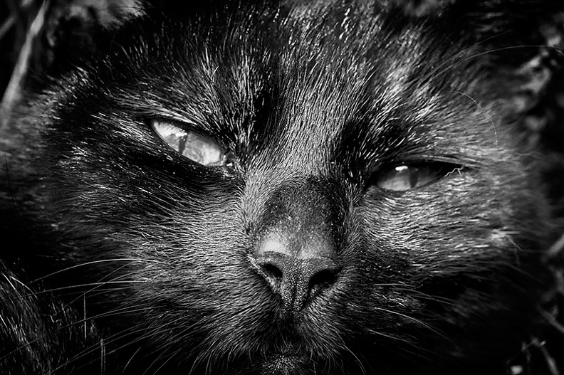 Aug 28 - A cat's face.jpg