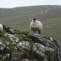Sep 11 - Sheep