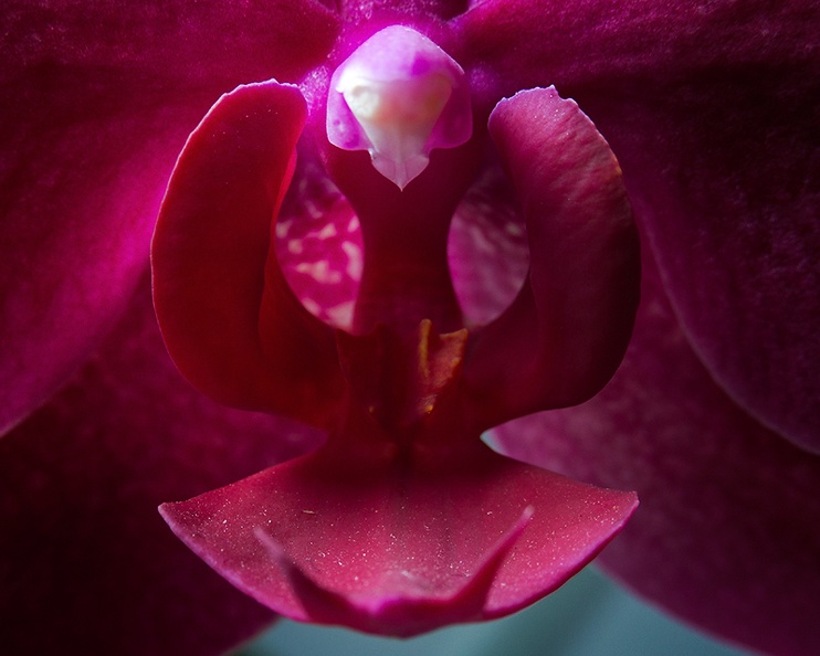 Oct 19 - Orchid