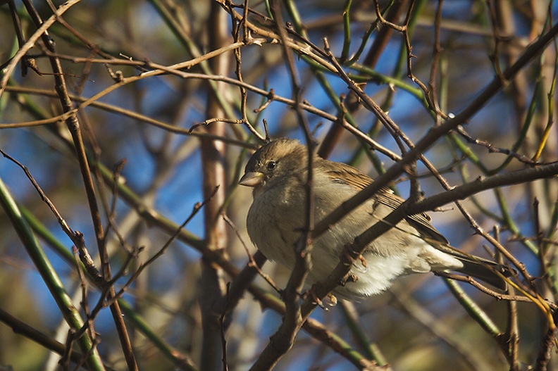 Nov 23 - Sparrow