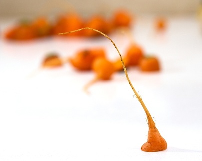 Dec 04 - Carrots