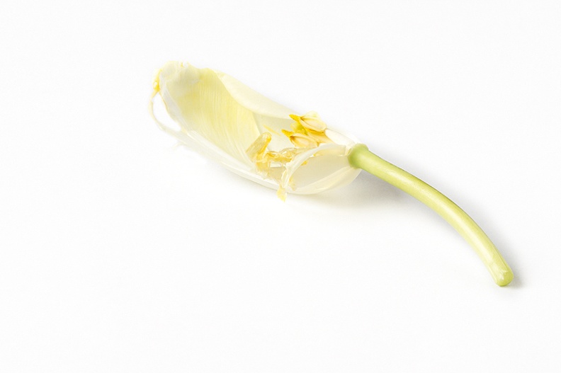 Feb 11 - Death of a tulip.jpg