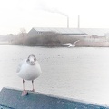 Feb 17 - The gull