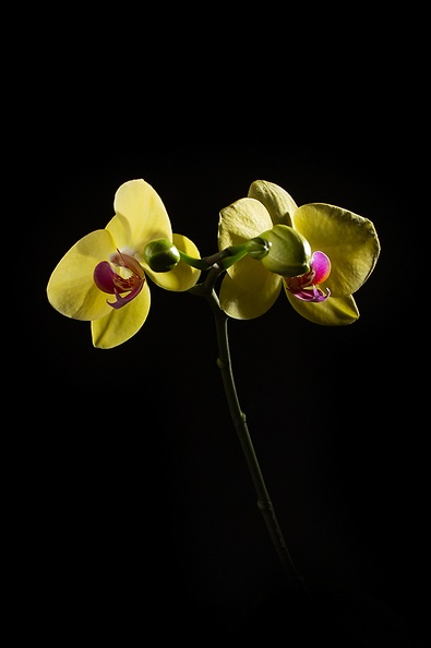 Feb 24 - Orchid