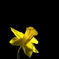 Mar 03 - Daffodil.jpg