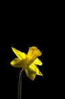 Mar 03 - Daffodil