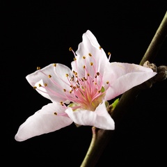 Mar 10 - Peach blossom