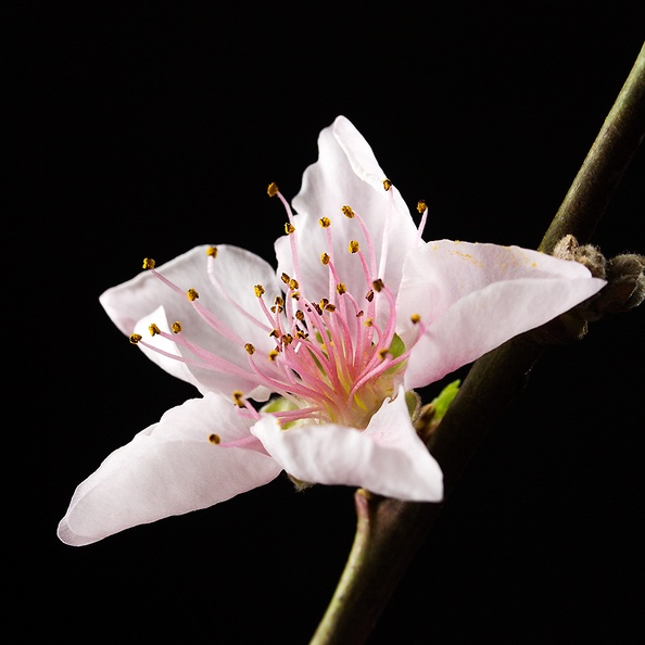 Mar 10 - Peach blossom.jpg
