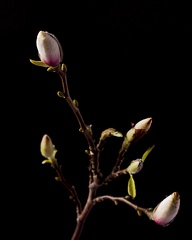 Mar 22 - Magnolia