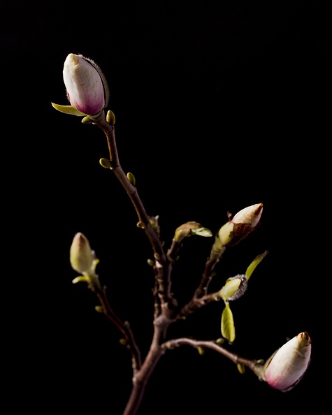 Mar 22 - Magnolia.jpg