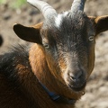 Mar 27 - Goat