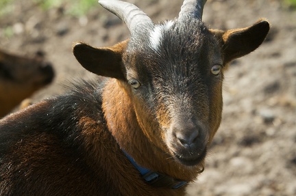 Mar 27 - Goat