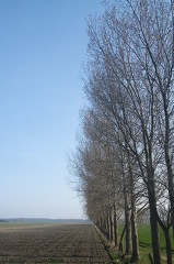 Mar 29 - Trees