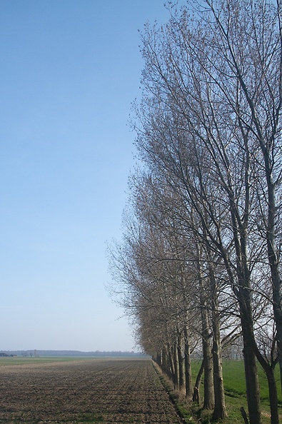 Mar 29 - Trees.jpg