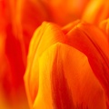 Mar 30 - The color orange