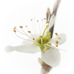 Mar 31 - Blossom