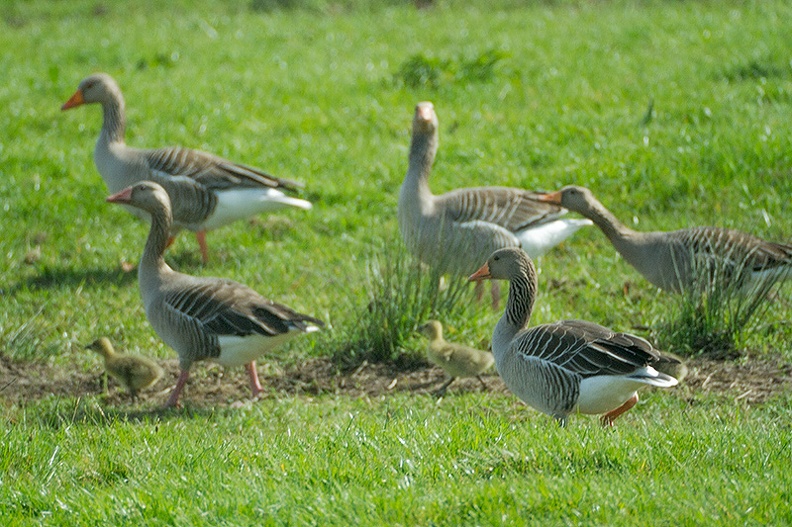Apr 01 - Geese and goslings.jpg
