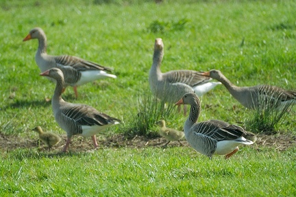 Apr 01 - Geese and goslings
