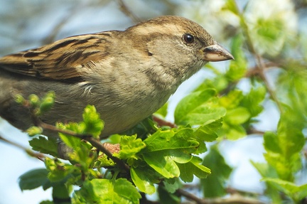 Apr 02 - Sparrow