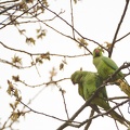 Apr 04 - Rose-ringed Parakeet