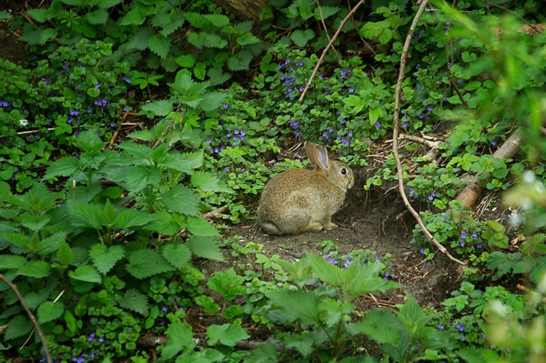 Apr 11 - Rabbit