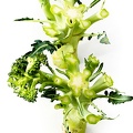 Apr 16 - Broccoli.jpg