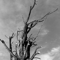 May 06 - Branch in B&W