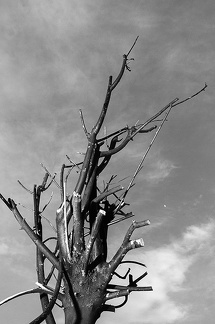May 06 - Branch in B&W
