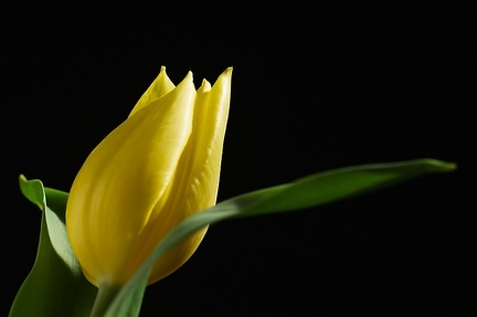 May 05 - Tulip