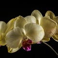 Jun 03 - Orchid