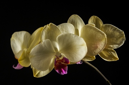 Jun 03 - Orchid