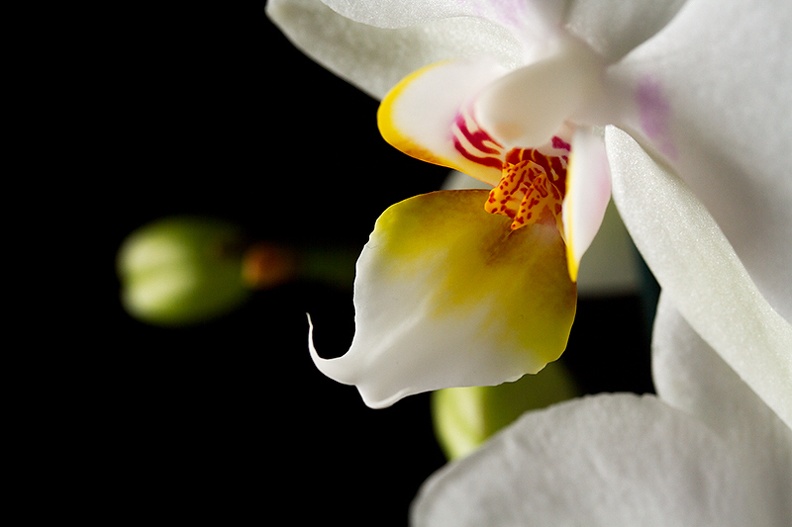 Jul 07 - Orchid.jpg