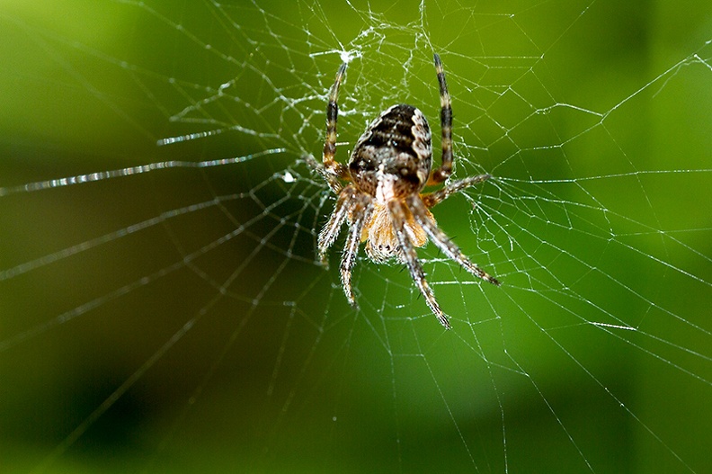 Jul 10 - Spider