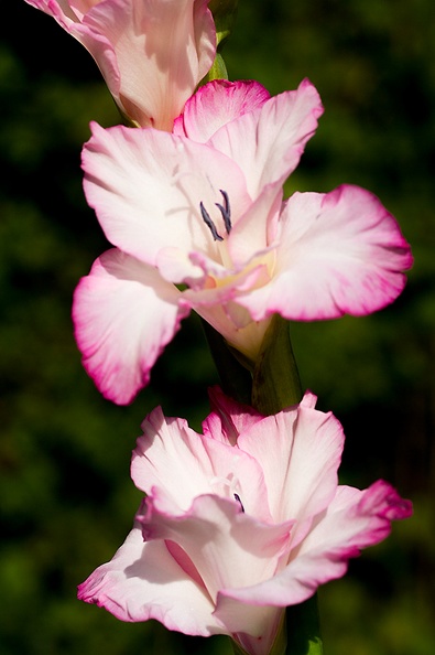 Jul 13 - Gladiolus.jpg
