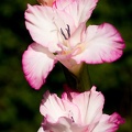 Jul 13 - Gladiolus