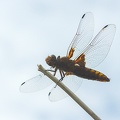 Jul 20 - Dragonfly