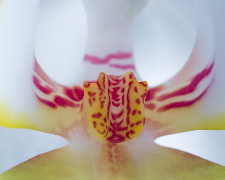 Jul 22 - Orchid.jpg