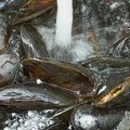 Aug 06 - Mussels.jpg