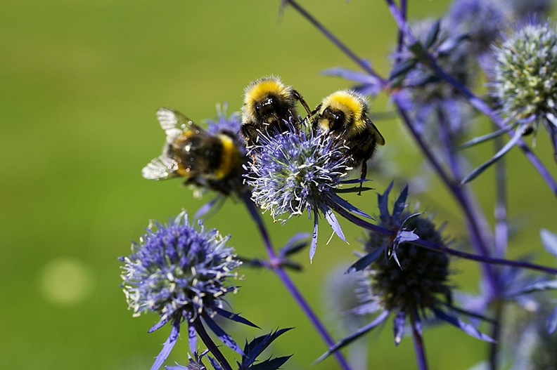 Aug 12 - Bees.jpg