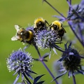 Aug 12 - Bees.jpg