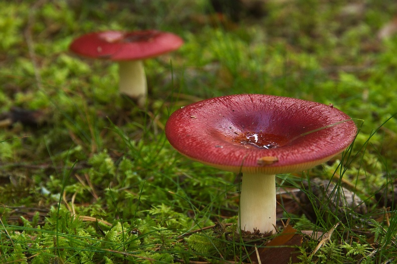 Aug 13 - Mushrooms