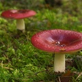 Aug 13 - Mushrooms.jpg
