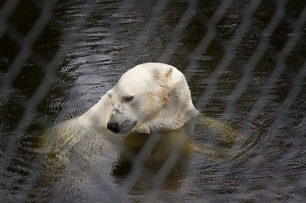 Aug 20 - Polar bear