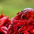 Aug 21 - Crayfish.jpg