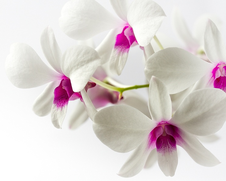 Sep 02 - Orchids.jpg