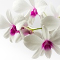 Sep 02 - Orchids