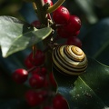 Sep 17 - Snail
