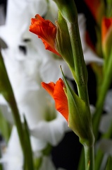 Sep 22 - Gladiolus