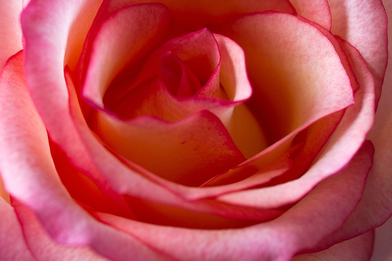 Sep 29 - Rose.jpg